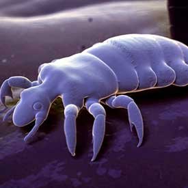 picture of lice in microscope form